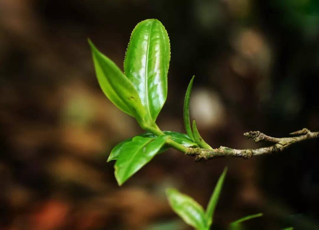 普洱茶知識系列之一：古樹茶